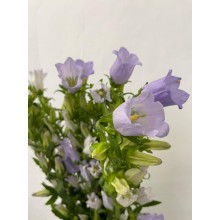 Campanula - Champion Lavender 70 cm 