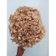 Hydrangea Dried -  Natural