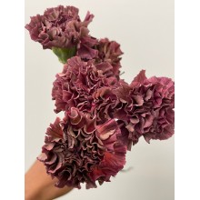Carnation - Copper Extancy 