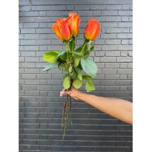 Rose Long Stems 1.1cm - Orange 