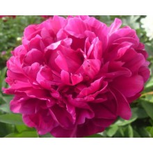 Peony - Red Sarah 62cm (Seasonal) Peony - Red Sarah 62cm (Seasonal)