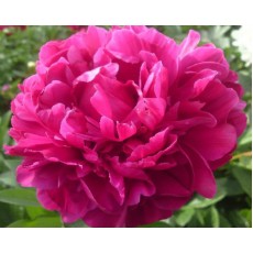 Peony - Red Sarah 62cm (Seasonal) 