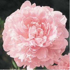 Peony - Pillow Talk 50-55cm (Seasonal)