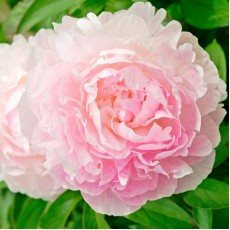 Peony - Nancy Nora 50 - 55cm (Seasonal) 
