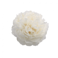 Peony Class Act 62cm (Seasonal)