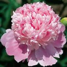 Peony - Monsier Jules Elie 62cm (Seasonal)
