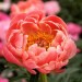 Peony - Coral Charm 62cm (Seasonal)
