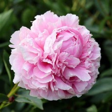 Peony - Sarah Bernhardt (Seasonal)