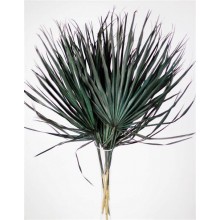 Dried Chamaerops Black/Green