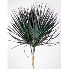 Dried Chamaerops Black/Green