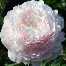 Peony Florence Nicholls 50-55cm (Seasonal)