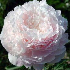 Peony Florence Nicholls 50-55cm (Seasonal)