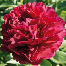 Peony - Old Faithful 62cm (Seasonal)