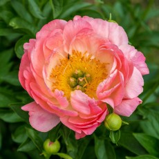 Peony - Pink Hawaii 62cm (Seasonal)