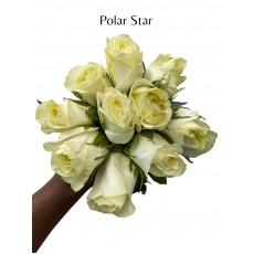 Polar Star 