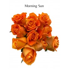 Morning Sun 