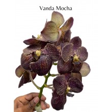 Vanda Mocha