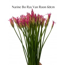 Nerine Bo Ras Van Ron 60cm 