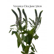Veronica Clea June 