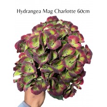 Hydrangea Mag Charlotte 