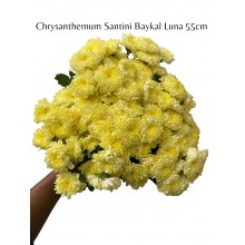 Chrysanthemum Santini Baykal Luna