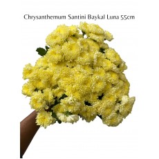 Chrysanthemum Santini Baykal Luna