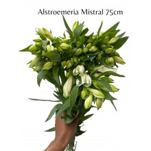 Alstroemeria Mistral 75cm