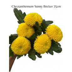 Chrysanthemum Sunny Becker