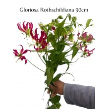 Gloriosa Rothschildiana 90cm 