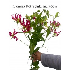 Gloriosa Rothschildiana 90cm 
