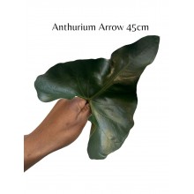 Anthurium Arrow 