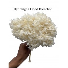 Hydrangea Dried - Bleached 