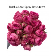 Fuschia Lace 40xm
