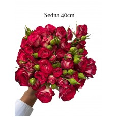 Sedna Rose 2