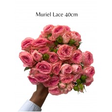 Muriel Lace 40cm