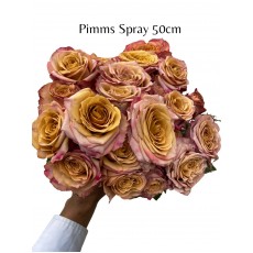 Pimms Spray Roses  