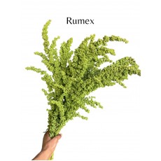 Rumex 80cm 