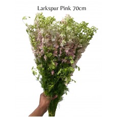 Larkspur Pink 