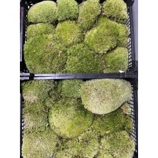 Moss Bunn In a Crate Green
