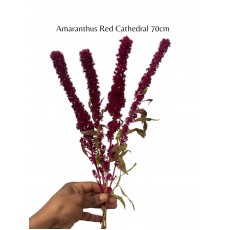 Amaranthus Red Cathedral