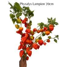 Physylis Lampion Flowers Orange 