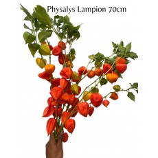 Physylis Lampion Flowers Orange 