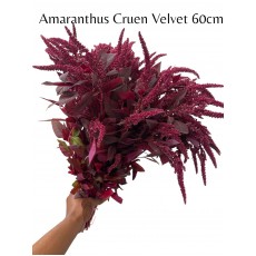 Amaranthus Cruen Velvet 