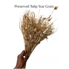 Preserved Tulip Star Grass- Bleached 