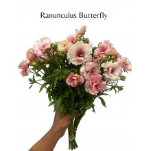 Ranunculus Butterfly 