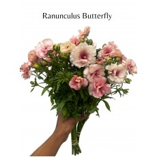 Ranunculus Butterfly 