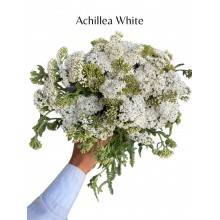 Achillea White