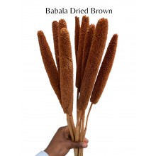Babala Dried Brown 
