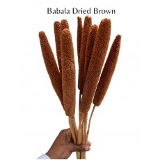 Babala Dried Brown 