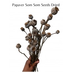 Papaver Som Seedheads Poppies - Dried 